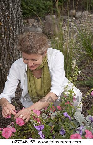 Stock Photograph - Woman kneeling beside flowers in garden, Manitoba, Canada. Fotosearch