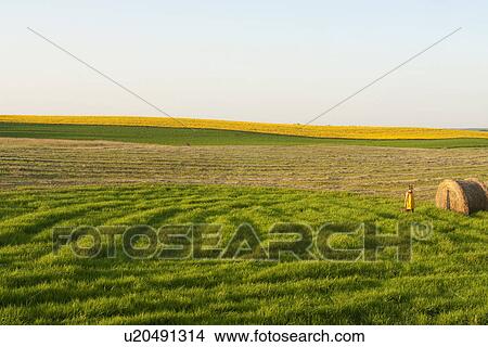 Woman with basket in field of grass, canola field in distance, Manitoba, Canada View Large Photo Image Picture - Woman with basket in field of grass, canola field in distance, Manitoba, Canada. Fotosearch