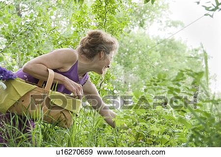 Stock Photo - Woman with basket of flowers in grove of trees, Manitoba, Canada. Fotosearch