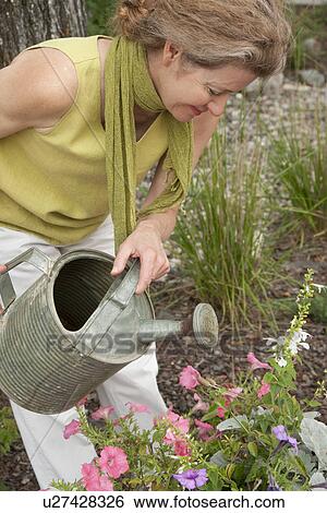 Woman with watering can in garden, Manitoba, Canada View Large Photo Image Stock Photograph - Woman with watering can in garden, Manitoba, Canada. Fotosearch