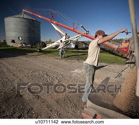 Stock Image - Young farmer emptying grain out of truck to be augered into bin, Redvers, Saskatchewan, Canada. Fotosearch