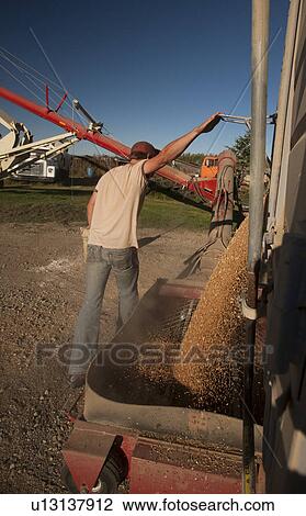 Young farmer emptying grain out of truck to be augered into bin, Redvers, Saskatchewan, Canada View Large Photo Image Stock Image - Young farmer emptying grain out of truck to be augered into bin, Redvers, Saskatchewan, Canada. Fotosearch