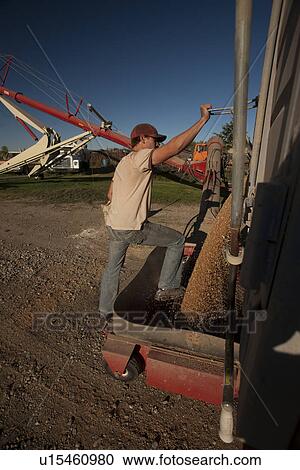 Young farmer emptying grain out of truck to be augered into bin, Redvers, Saskatchewan, Canada View Large Photo Image Stock Image - Young farmer emptying grain out of truck to be augered into bin, Redvers, Saskatchewan, Canada. Fotosearch