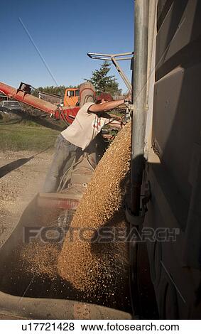 Stock Photo - Young farmer emptying grain out of truck to be augered into bin, Redvers, Saskatchewan, Canada. Fotosearch