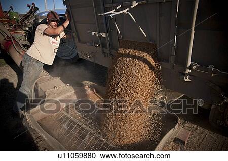 Stock Image - Young farmer unloading grain truck, Redvers, Saskatchewan, Canada. Fotosearch