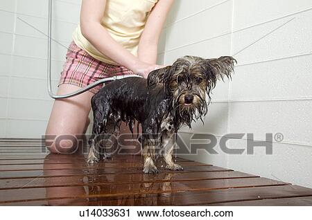 Stock Image - Young girl washing small dog in shower. Fotosearch
