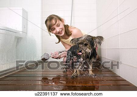 Young girl washing small dog in shower View Large Photo Image Stock Photo - Young girl washing small dog in shower. Fotosearch