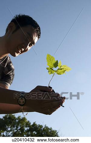Stock Image - Young man holds seedling, Assiniboine Park, Winnipeg, Canada. Fotosearch
