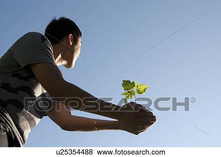 Stock Photo - Young man holds seedling, Assiniboine Park, Winnipeg, Canada. Fotosearch