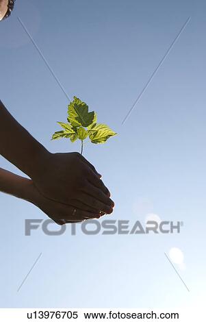 Stock Photography - Young man holds seedling, Assiniboine Park, Winnipeg, Canada. Fotosearch