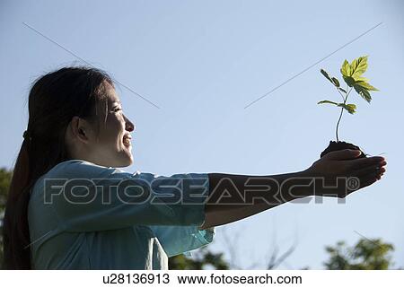Young woman with outstretched arms holding seedling View Large Photo Image Stock Image - Young woman with outstretched arms holding seedling. Fotosearch