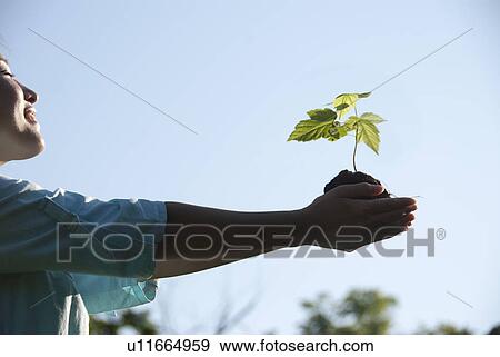 Young woman with outstretched arms holding seedling View Large Photo Image Stock Photo - Young woman with outstretched arms holding seedling. Fotosearch