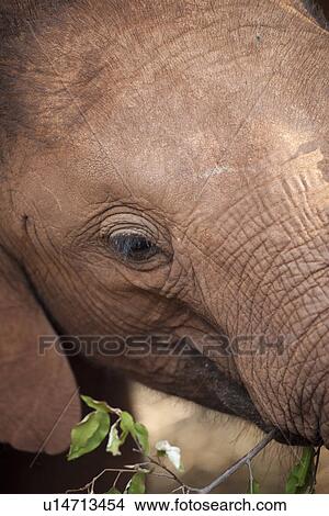 Baby elephant in Kenya Africa View Large Photo Image Picture - Baby elephant in Kenya Africa. Fotosearch