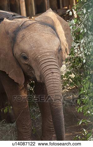 Baby elephant in Kenya Africa View Large Photo Image Stock Image - Baby elephant in Kenya Africa. Fotosearch