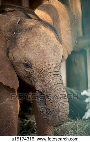 Stock Photograph - Baby elephant in Kenya Africa. Fotosearch