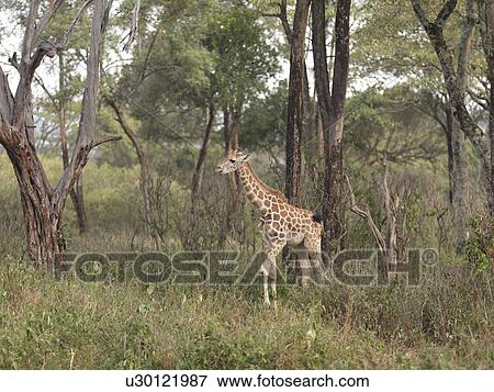 Stock Photo - Baby Giraffe in Kenya Africa. Fotosearch