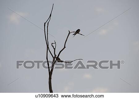Bird in a tree in Kenya View Large Photo Image Stock Image - Bird in a tree in Kenya. Fotosearch