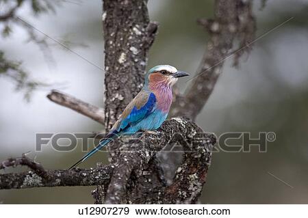 Birds in Kenya View Large Photo Image Stock Photo - Birds in Kenya. Fotosearch