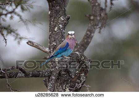 Birds in Kenya View Large Photo Image Stock Photo - Birds in Kenya. Fotosearch