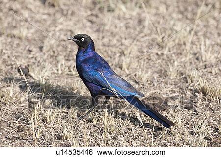 Blue bird wildlife in Kenya View Large Photo Image Stock Photograph - Blue bird wildlife in Kenya. Fotosearch