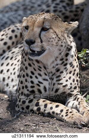 Picture - Cheetah wildlife in Kenya. Fotosearch