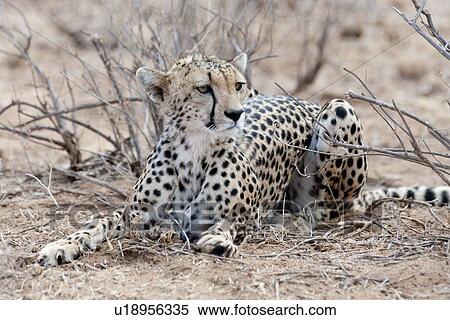 Cheetah wildlife in Kenya View Large Photo Image Stock Photography - Cheetah wildlife in Kenya. Fotosearch