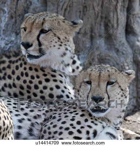 Stock Photo - Cheetahs wildlife in Kenya. Fotosearch