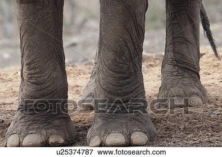 Stock Photo - Close-up of elephant feet. Fotosearch