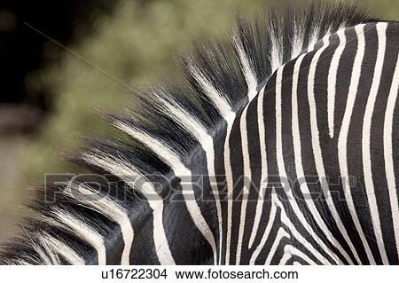 Close-up of zebra's stripes View Large Photo Image Picture - Close-up of zebra's stripes. Fotosearch