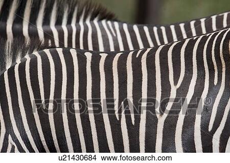 Picture - Close-up of zebra's stripes. Fotosearch