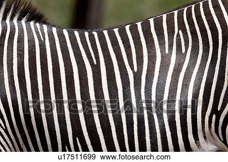 Close-up of zebra's stripes View Large Photo Image Stock Photo - Close-up of zebra's stripes. Fotosearch