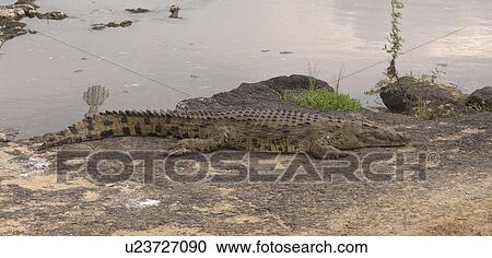 Stock Image - Crocodile on Mara Riverbank in Kenya Africa. Fotosearch