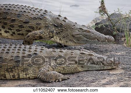 Crocodile wildlife in Kenya View Large Photo Image Stock Photo - Crocodile wildlife in Kenya. Fotosearch