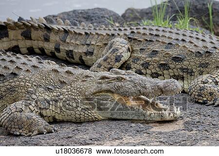 Stock Photo - Crocodile wildlife in Kenya. Fotosearch