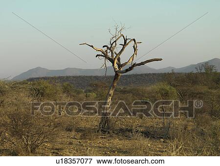 Stock Photo - Dead tree on landscape in Kenya Africa. Fotosearch