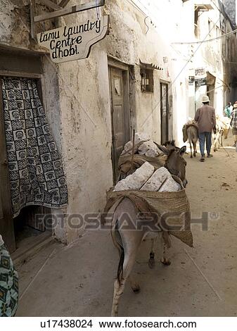 Donkey walking through Lamu Town, Africa View Large Photo Image Picture - Donkey walking through Lamu Town, Africa. Fotosearch