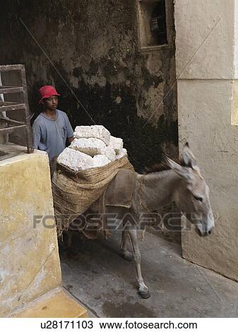 Donkey walking through Lamu Town, Africa View Large Photo Image Stock Image - Donkey walking through Lamu Town, Africa. Fotosearch