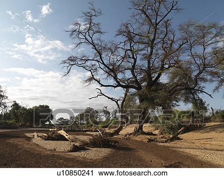 Stock Image - Dried riverbed in Kenya Africa. Fotosearch