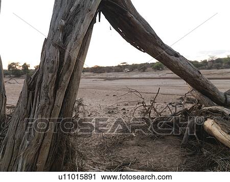 Stock Image - Dried riverbed in Kenya Africa. Fotosearch