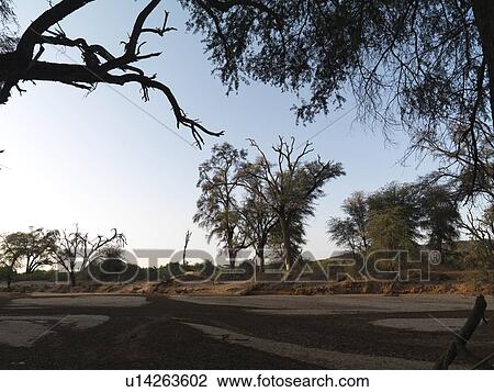 Dried riverbed in Kenya Africa View Large Photo Image Stock Image - Dried riverbed in Kenya Africa. Fotosearch