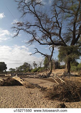 Dried riverbed in Kenya Africa View Large Photo Image Stock Image - Dried riverbed in Kenya Africa. Fotosearch