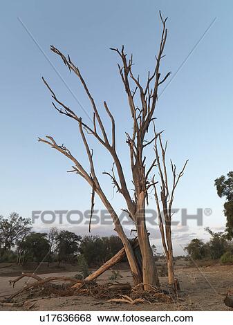 Dried riverbed in Kenya Africa View Large Photo Image Stock Photo - Dried riverbed in Kenya Africa. Fotosearch