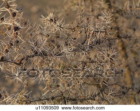 Dried vegetation in Kenya Africa View Large Photo Image Stock Photo - Dried vegetation in Kenya Africa. Fotosearch