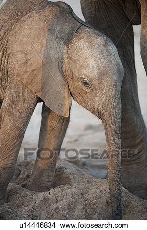 Picture - Elephant wildlife in Kenya. Fotosearch