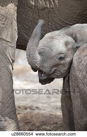 Elephant wildlife in Kenya View Large Photo Image Picture - Elephant wildlife in Kenya. Fotosearch