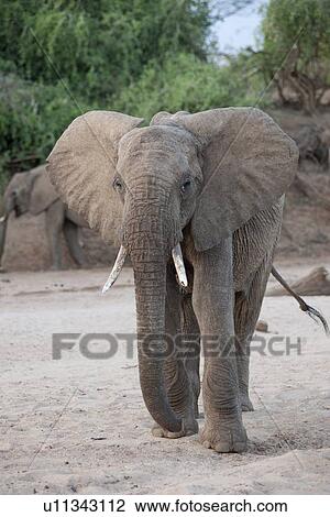 Stock Image - Elephant wildlife in Kenya. Fotosearch