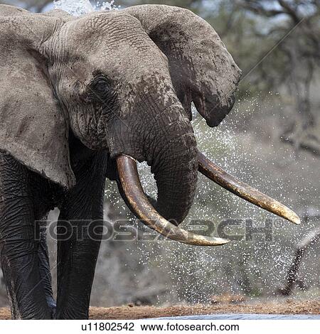 Elephant wildlife in Kenya View Large Photo Image Stock Image - Elephant wildlife in Kenya. Fotosearch