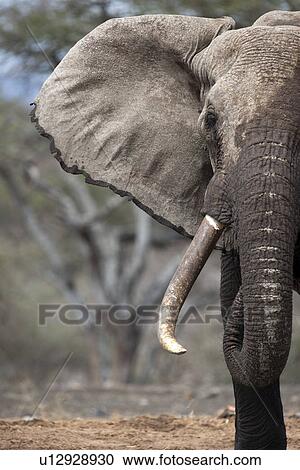 Stock Image - Elephant wildlife in Kenya. Fotosearch