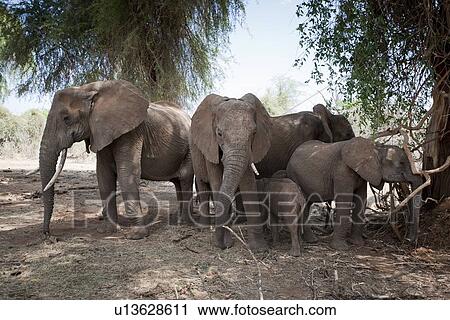 Elephant wildlife in Kenya View Large Photo Image Stock Image - Elephant wildlife in Kenya. Fotosearch