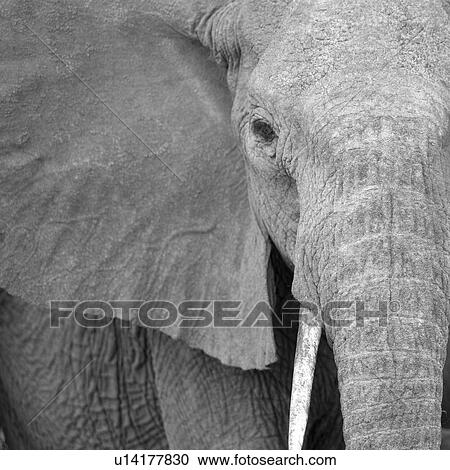 Stock Image - Elephant wildlife in Kenya. Fotosearch